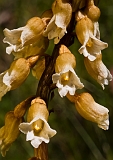 Gastrodia procera Tall Potato-orchid(c)